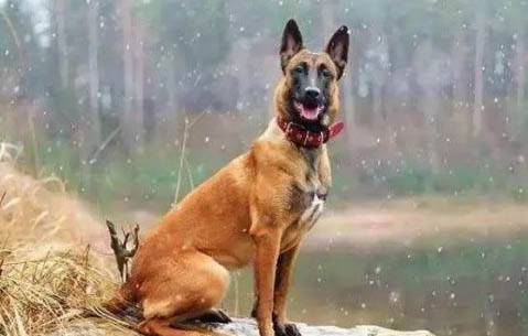 馬犬和德牧雜交下后代