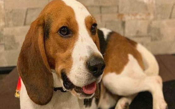 比格犬聰明嗎,比格犬智商排名第幾