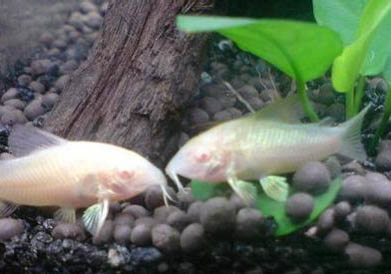 白鼠魚(yú)的飼養(yǎng)環(huán)境