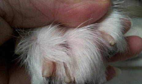關于蘇格蘭牧羊犬你了解多少?