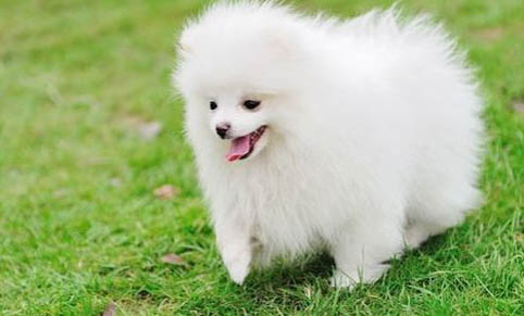 純種博美犬的特征有哪些