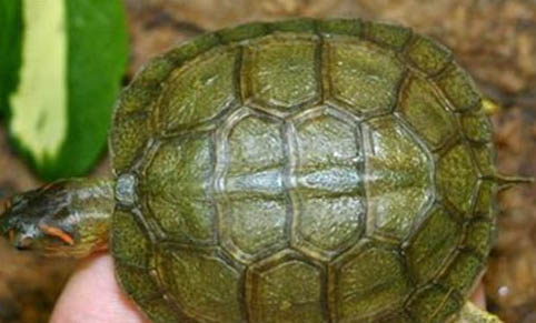 木紋龜和黃緣龜哪個好養