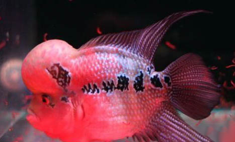 羅漢魚換水要給鹽嗎