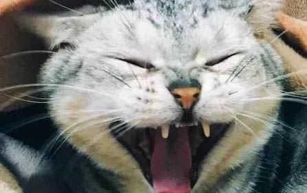 小貓死了母貓會怪主人嗎