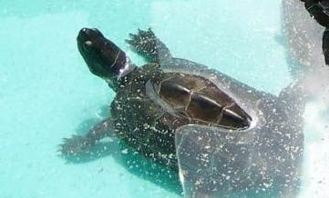 養水龜對水有什么要求