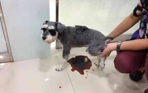 狗感冒引起咳嗽應該吃什么藥