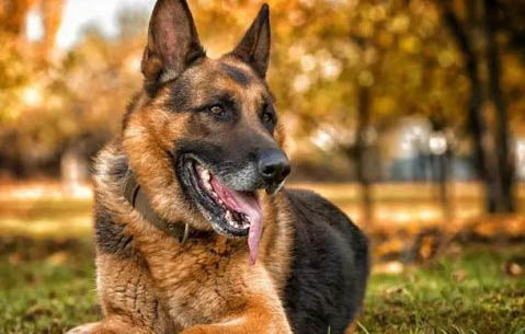 東德牧羊犬攻擊性強不強