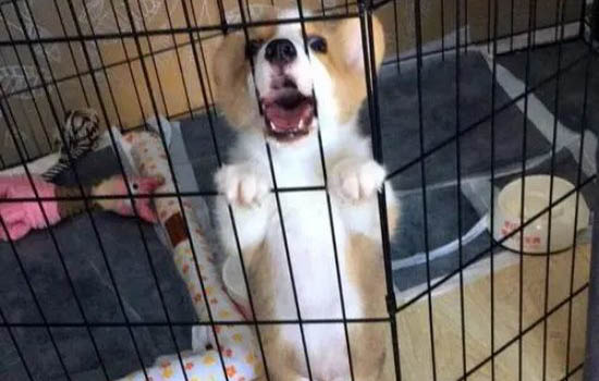 狗狗大便有哪些危害?