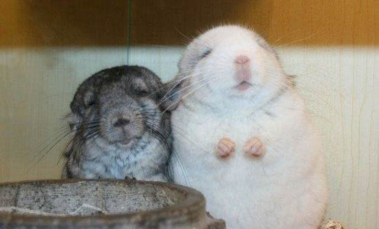 龍貓一般能活多少歲