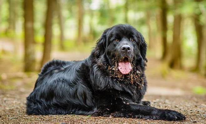 紐芬蘭犬嘔吐不吃東西的原因及處理方法