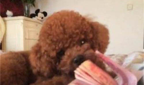 狗狗吃了洋蔥會有哪些癥狀