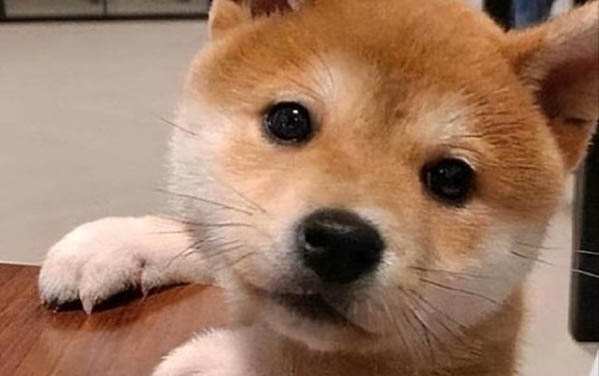 狗狗的眼睛長息肉怎么辦