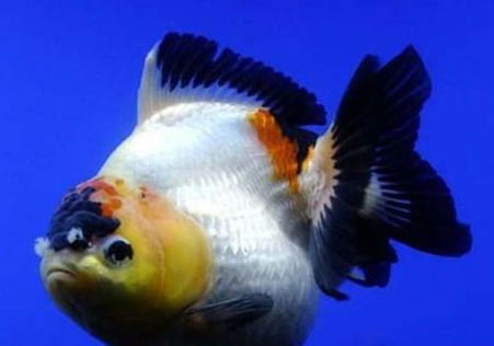 一點蝶魚好養嗎