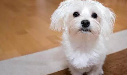 狗狗飼養常識