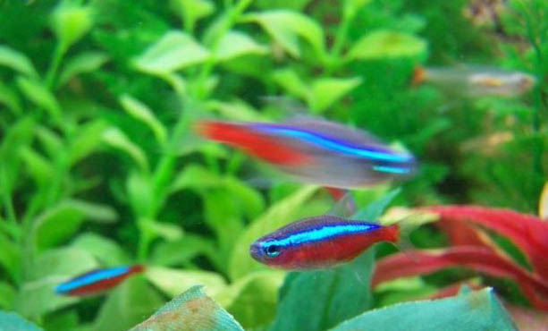 氣壓低于多少不適合釣魚