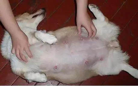 狗卵磷脂要吃多久