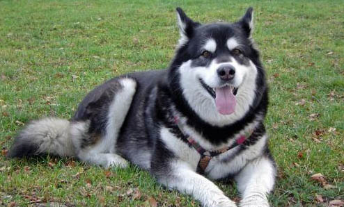 巨型阿拉斯加犬可以長(zhǎng)多大