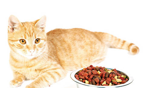 五種適合老年貓吃的貓糧