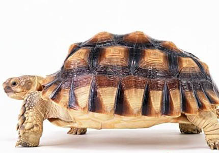 亞達(dá)伯拉象龜什么時候成年?