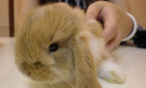 垂耳兔子的壽命有多少年