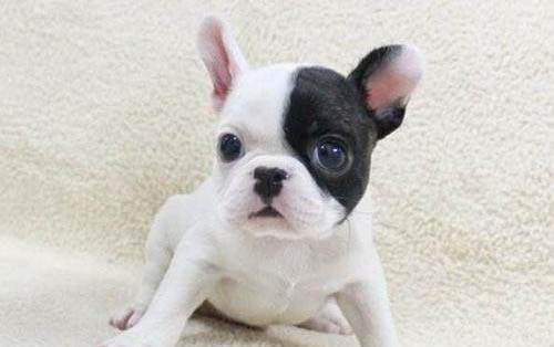 為什么喜歡斗牛犬