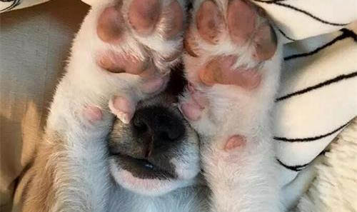 狗狗器官衰竭能活多久