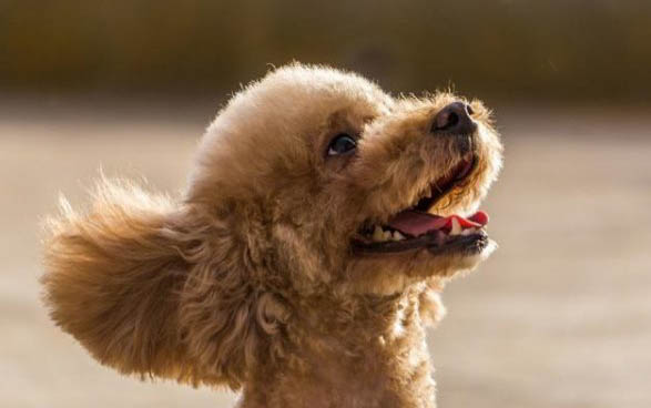 泰迪幼犬狗糧哪個(gè)牌子好