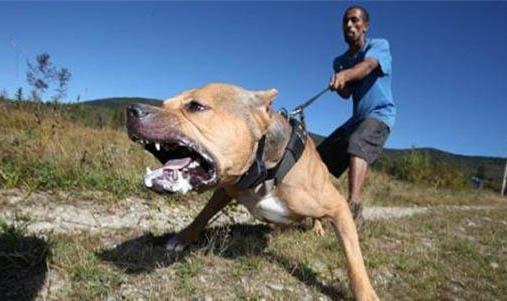 如何制止狗狗的亂叫