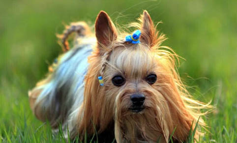 老年狗狗拉血的原因及處理方法