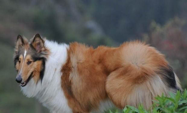 怎么護理蘇格蘭牧羊犬的眼睛