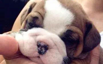 法牛犬好養(yǎng)嗎？