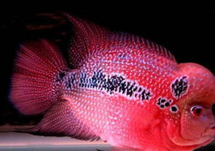 羅漢魚養(yǎng)多久能起頭是不是仔魚