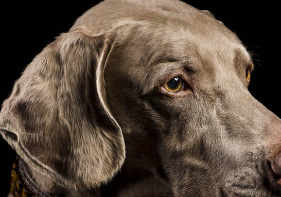 騎士查理王小獵犬干咳是什么原因