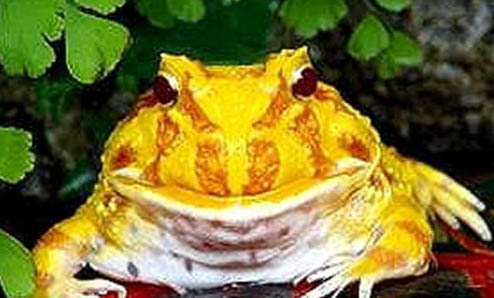 寵物蛙不吃食怎么辦呢