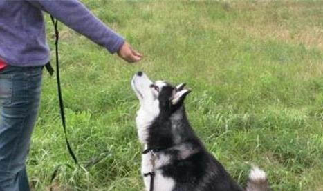 狗狗絕育后有哪些不良反應