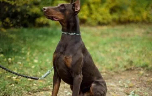 杜賓犬有哪些優點和缺點
