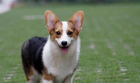 柯基犬和比熊哪個好養