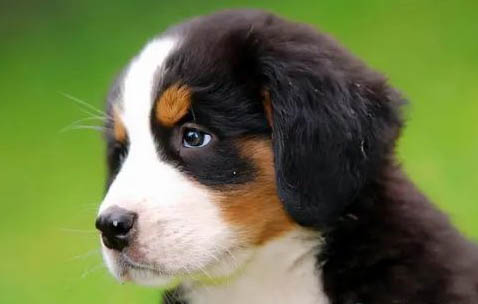 飼養伯恩山犬的注意事項