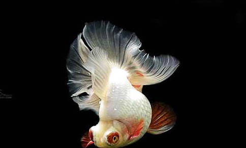 適合新手養的觀賞魚有哪些