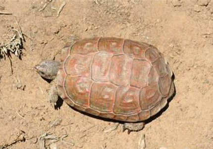 陸龜品種有哪些