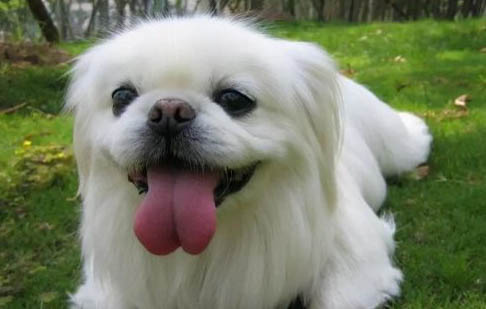 京巴狗能長多大