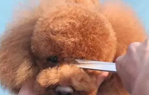 泰迪剪光毛發后多久能長出來啊