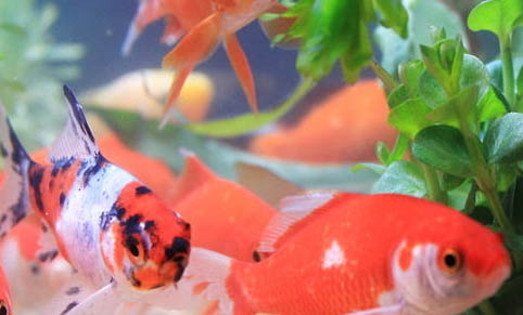 金魚怎么預防失鰾