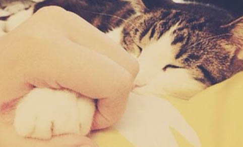 異國短毛貓大小眼原因及處理方法