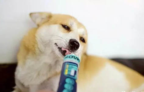 幼犬細小臨死征兆有哪些