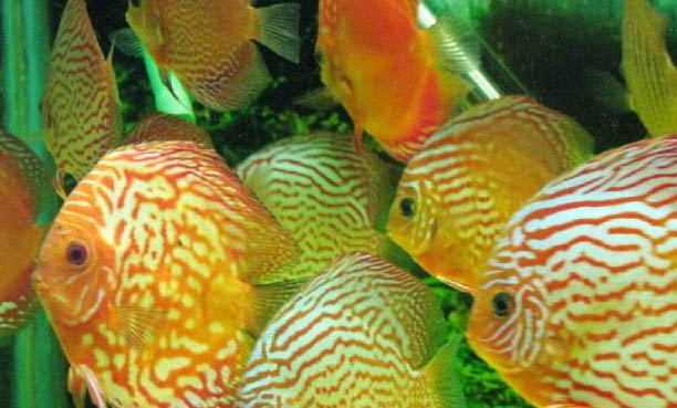 河里常見的魚有哪些