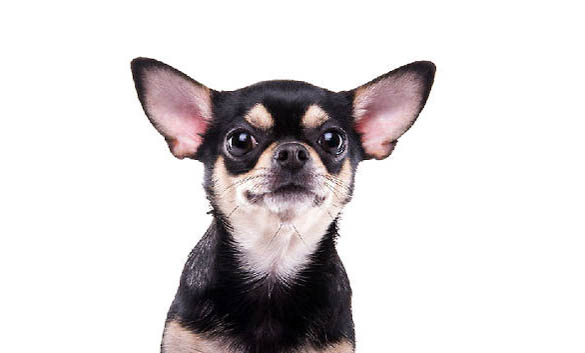 八哥犬太興奮了怎么辦