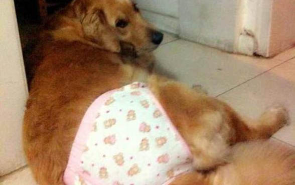 狗狗缺鈣什么癥狀