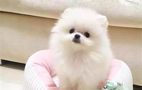 哪里有賣博美犬