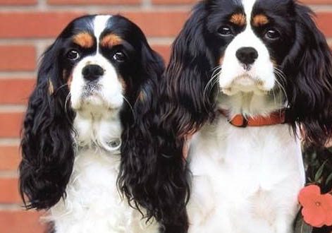 西班牙小獵犬突然不愛吃東西的原因是什么